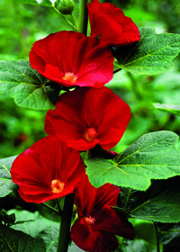 Alcea 'Mars Magic'